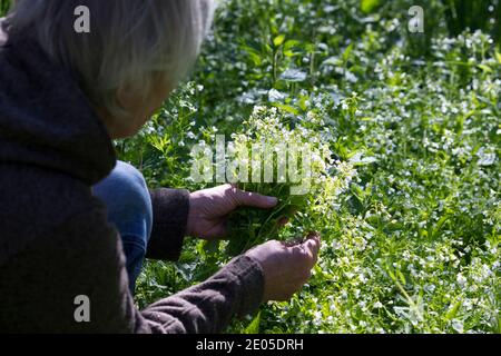 Bitteres-Schaumkraut-Ernte, Kräuterernte, Kräuter sammeln, Bitteres Schaumkraut, Bitteres-Schaumkraut, Falsche Brunnenkresse, Bitter-Schaumkraut, Bitter Stockfoto