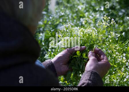 Bitteres-Schaumkraut-Ernte, Kräuterernte, Kräuter sammeln, Bitteres Schaumkraut, Bitteres-Schaumkraut, Falsche Brunnenkresse, Bitter-Schaumkraut, Bitter Stockfoto