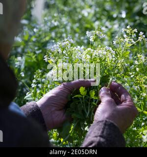 Bitteres-Schaumkraut-Ernte, Kräuterernte, Kräuter sammeln, Bitteres Schaumkraut, Bitteres-Schaumkraut, Falsche Brunnenkresse, Bitter-Schaumkraut, Bitter Stockfoto