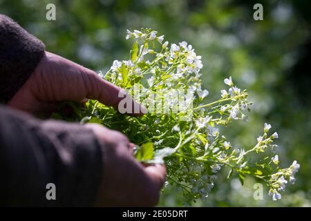 Bitteres-Schaumkraut-Ernte, Kräuterernte, Kräuter sammeln, Bitteres Schaumkraut, Bitteres-Schaumkraut, Falsche Brunnenkresse, Bitter-Schaumkraut, Bitter Stockfoto