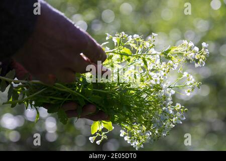 Bitteres-Schaumkraut-Ernte, Kräuterernte, Kräuter sammeln, Bitteres Schaumkraut, Bitteres-Schaumkraut, Falsche Brunnenkresse, Bitter-Schaumkraut, Bitter Stockfoto