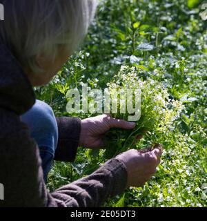 Bitteres-Schaumkraut-Ernte, Kräuterernte, Kräuter sammeln, Bitteres Schaumkraut, Bitteres-Schaumkraut, Falsche Brunnenkresse, Bitter-Schaumkraut, Bitter Stockfoto