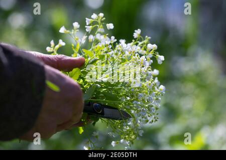 Bitteres-Schaumkraut-Ernte, Kräuterernte, Kräuter sammeln, Bitteres Schaumkraut, Bitteres-Schaumkraut, Falsche Brunnenkresse, Bitter-Schaumkraut, Bitter Stockfoto