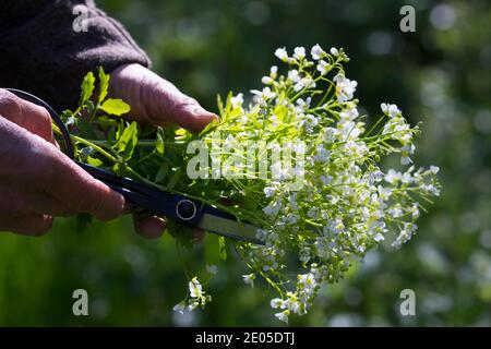 Bitteres-Schaumkraut-Ernte, Kräuterernte, Kräuter sammeln, Bitteres Schaumkraut, Bitteres-Schaumkraut, Falsche Brunnenkresse, Bitter-Schaumkraut, Bitter Stockfoto