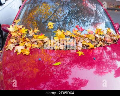 Ahornorange Blätter streuen die Windschutzscheibe eines roten glänzenden Auto Stockfoto