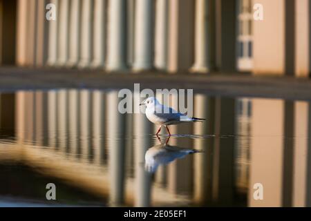 Sandbanks, Großbritannien. Dezember 2020. Eine Möwe nimmt die Wärme des Sonnenaufgangs vom Pavillon am Strand von Sandbanks in Poole, Dorset, auf. Quelle: Richard Crease/Alamy Live News Stockfoto