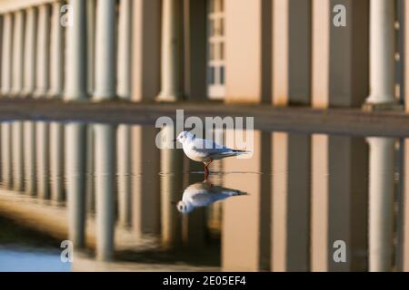 Sandbanks, Großbritannien. Dezember 2020. Eine Möwe nimmt die Wärme des Sonnenaufgangs vom Pavillon am Strand von Sandbanks in Poole, Dorset, auf. Quelle: Richard Crease/Alamy Live News Stockfoto