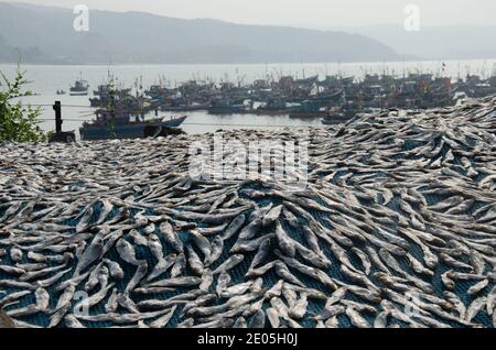 Fisch zum Trocknen gehalten, Harnai Strand, in der Nähe von Dapoli, Ratnagiri, Maharashtra, Indien Stockfoto