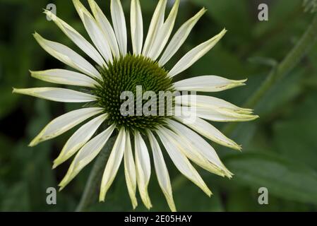 echinacea weißer Schwan Stockfoto