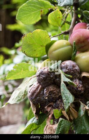 Victoria-Pflaumenfrucht mit Braunfäule-Pilzerkrankung (Monilinia fructicola) Stockfoto