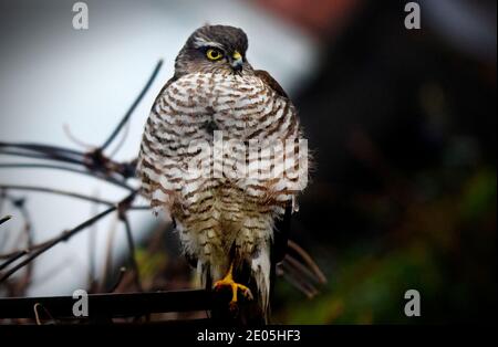 Thaxted Essex England. Weibliche Sparrowhawk im Garten des Fotografen 28. Dezember 2020 der eurasische Sparrowhawk (Accipiter nisus), Stockfoto
