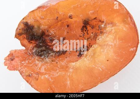 Pflaumenmottenlarven (Grapholita funebrana) Stockfoto