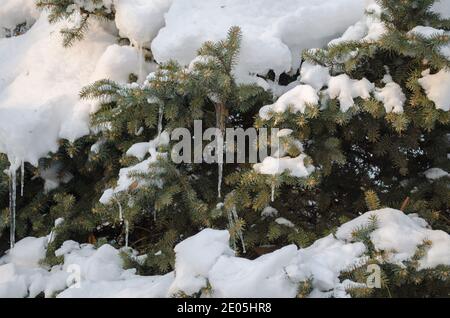 Grüner Zweig des Weihnachtsbaums im Winter, mit Eiszapfen und Schnee Stockfoto