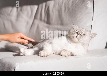 Flauschige Langhaarkatze ist sehr glücklich gebürstet zu werden. Mann, der sein schönes Haustier kämmte. Kamm Bürste für Haustiere Stockfoto