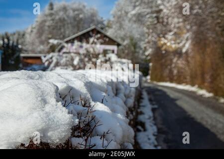 Blick auf eine Hecke im weißen Schnee an einem bewölkten Wintertag. Stockfoto