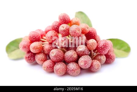 Sanddornbeeren verzweigen. Elaeagnus latifolia Beeren Stockfoto