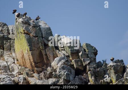 Gänsegeier Grips fulvus auf einer Klippe. La Portilla del Tietar. Monfrague National Park. Caceres. Extremadura. Spanien. Stockfoto