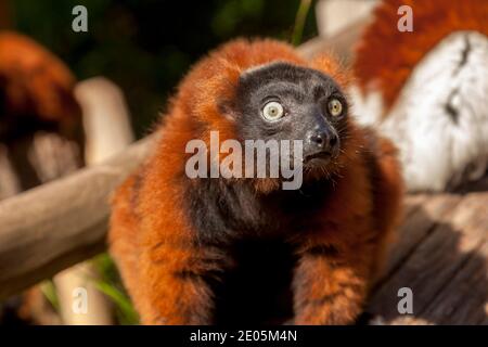 Roter, geraffter Lemur (Varecia rubra); Stockfoto