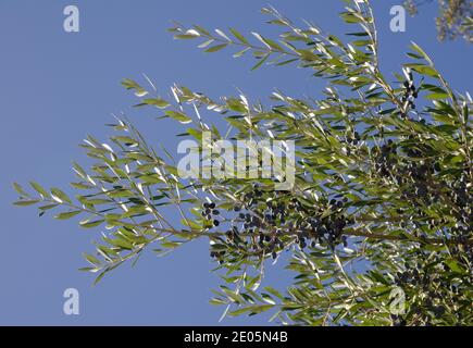 Olive Olea europaea sylvestris mit Früchten. El Cardenal. Monfrague National Park. Caceres. Extremadura. Spanien. Stockfoto