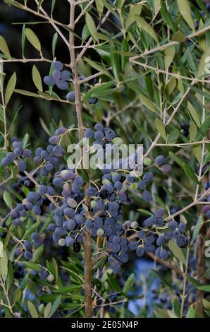 Steinpfeife aus Oliven Olea europaea sylvestris. El Cardenal. Monfrague National Park. Caceres. Extremadura. Spanien. Stockfoto