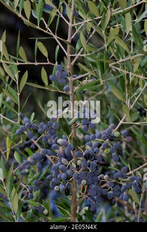 Steinpfeife aus Oliven Olea europaea sylvestris. El Cardenal. Monfrague National Park. Caceres. Extremadura. Spanien. Stockfoto