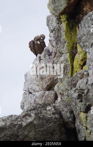 Griffon Geier Grips fulvus preening. Salto del Gitano. Monfrague National Park. Caceres. Extremadura. Spanien. Stockfoto