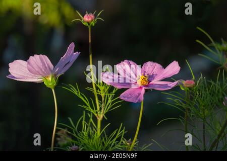 Cosmos bipinnatus blüht und Knospen in der Morgensonne Stockfoto