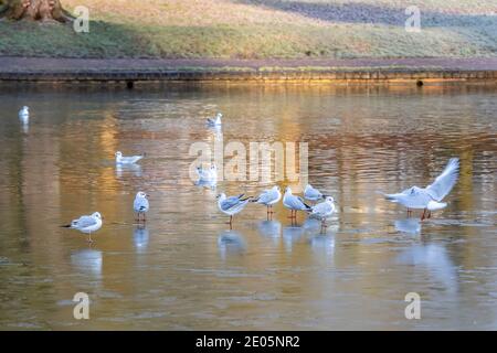 Northampton, UK, Wetter, 30. Dezember 2020 EIN kalter, frostiger Start in den Tag mit Schwarzkopf-Gulsl. Larus ridibundus (Laridae). Ruhe auf dem Eis auf dem See Boot in Abington Park. Kredit: Keith J Smith./Alamy Live Nachrichten Stockfoto