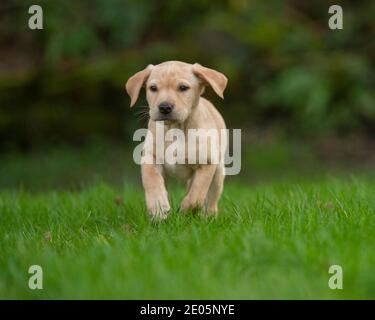 gelber Labrador Retriever Welpen Stockfoto