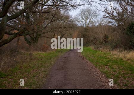 Ashtead Common, Ashtead, Surrey, UK, Herbst Winter Dezember 2020 Stockfoto