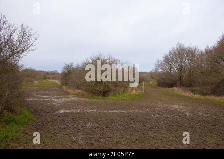 Ashtead Common, Ashtead, Surrey, UK, Herbst Winter Dezember 2020 Stockfoto