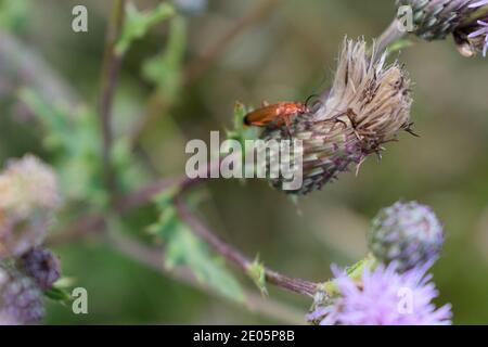 Gemeiner Rotkäferkäfer auf einer Thistle-Blume in England Stockfoto