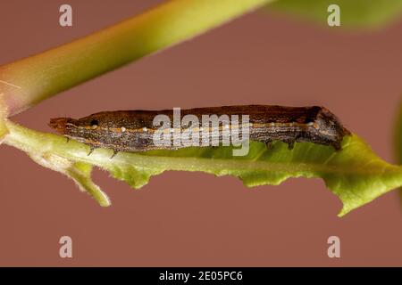 Raupe der Gattung Spodoptera, die ein Blatt frisst Stockfoto