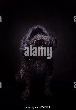 Studioportrait des schwarzen Hundes Jack-a-poo Stockfoto