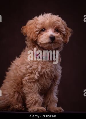 Ein entzückender Jack-a Poo Welpe im Studio vor einer braunen Leinwand Hintergrund geschossen. Teil einer Reihe von Bildern in verschiedenen Posen zur Verfügung. Stockfoto
