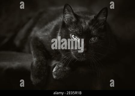 Schwarze ältere Katze, die sich vor schwarzem Studiohintergrund entspannt Stockfoto