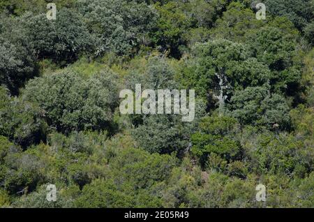 Mediterraner Wald im Monfrague Nationalpark. Caceres. Extremadura. Spanien. Stockfoto