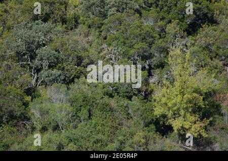 Mediterraner Wald im Monfrague Nationalpark. Caceres. Extremadura. Spanien. Stockfoto