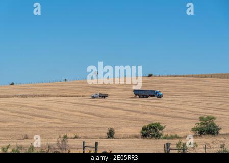 Ländliche Landschaft. Felder des Sojaanbaus. No-Till-Technik im Süden Brasiliens. Getreideanbaufläche. Aussaat. Pampa Biom. Feldvorbereitung für die Kultivierung Stockfoto