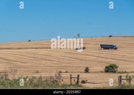 Ländliche Landschaft. Felder des Sojaanbaus. No-Till-Technik im Süden Brasiliens. Getreideanbaufläche. Aussaat. Pampa Biom. Feldvorbereitung für die Kultivierung Stockfoto