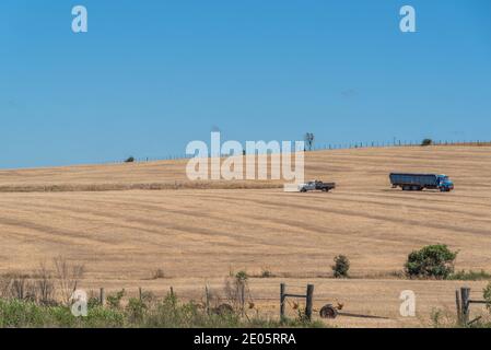 Ländliche Landschaft. Felder des Sojaanbaus. No-Till-Technik im Süden Brasiliens. Getreideanbaufläche. Aussaat. Pampa Biom. Feldvorbereitung für die Kultivierung Stockfoto