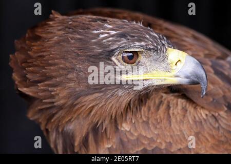 Afrikanischer Adler (Aquila rapax) - Nahaufnahme von Kopf und Rechnung Stockfoto