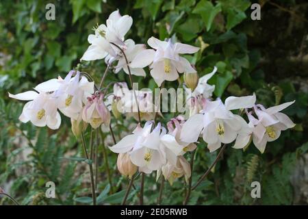 Weiße Blumen von Granny's Hauben alias Columbine - Aquilegia Stockfoto