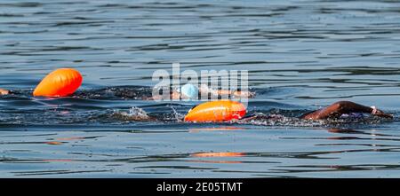 Zwei Frauen schwimmen im offenen Wasser, von links nach rechts, Triathlon-Training mit orangefarbenen Flotationssicherungen aufgeschnallt. Stockfoto