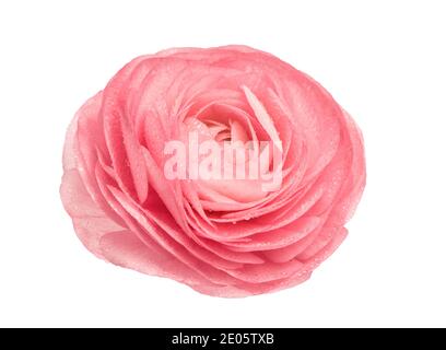 Rosa Ranunculus isoliert auf weißem Hintergrund. Blütenkopf mit Wassertropfen Stockfoto