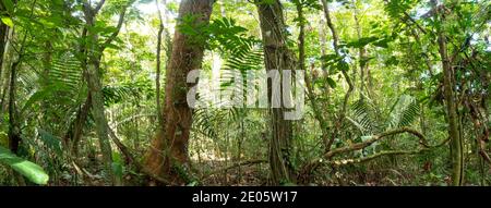 Das Innere des tropischen Regenwaldes mit Lianen. Im ecuadorianischen Amazonas. Stockfoto