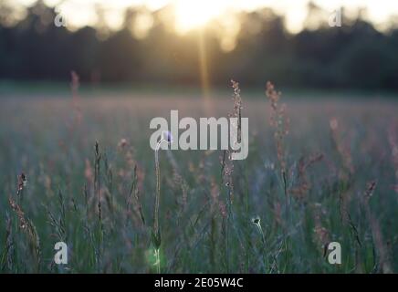 Kornblumenblüte auf der Wiese am Abend bei Sonnenuntergang Stockfoto