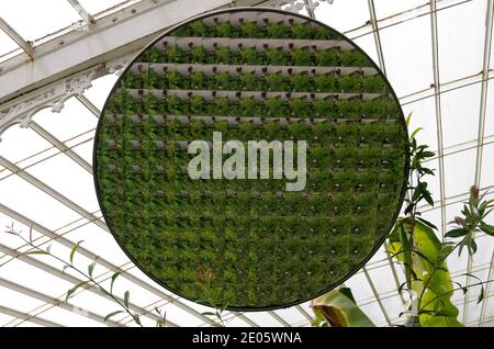 Ein reflektierender, facettenübergreifender Spiegel im restaurierten Kibble Palace Glasgow Botanischer Garten Stockfoto