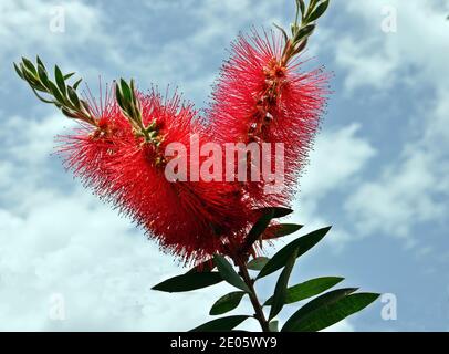 Rote Flaschenbürste oder karmesinrote Blume (Callistemon citrinus) mit blauem Himmel Hintergrund, Nahaufnahme Stockfoto