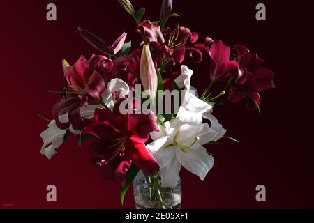 Impression Bouquet de lys Rouge et Blanc Stockfoto